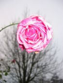 frosty rose